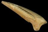 Killer, Ornithomimus Claw - Judith River Formation #144898-1
